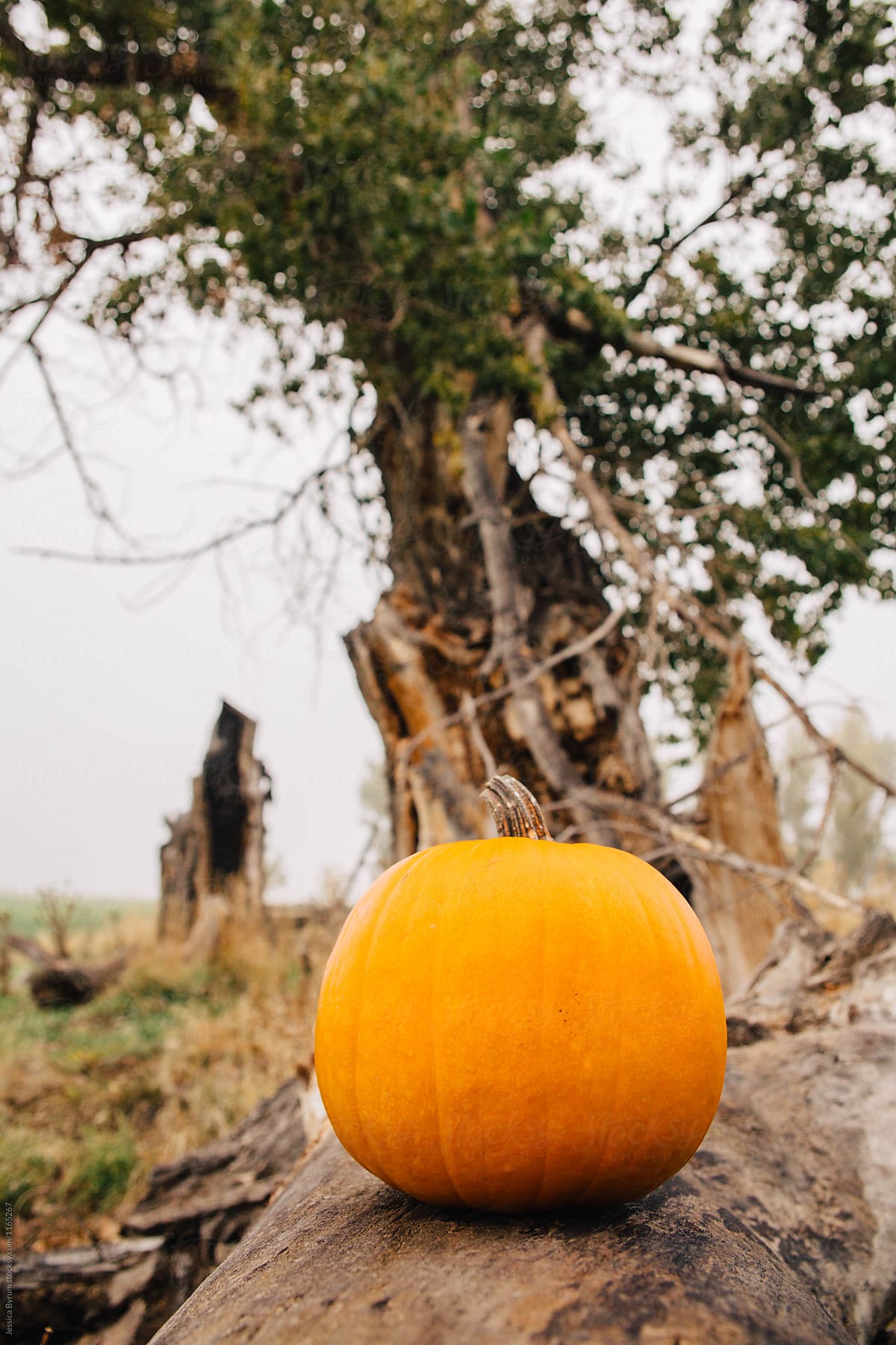 Pumpkin on a Log