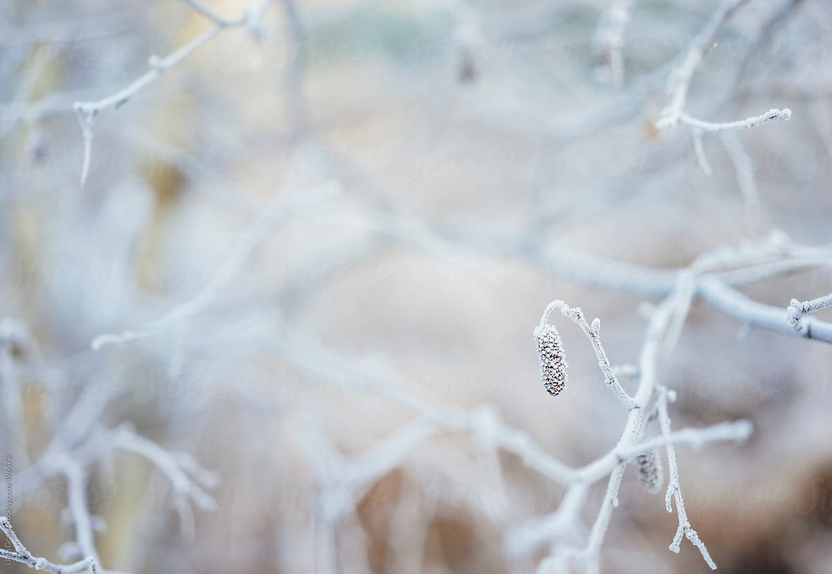 Frost covered Birch tree branches.
