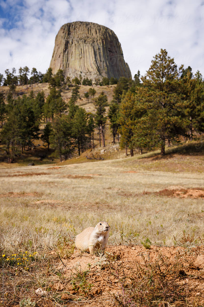 Prairie dog and Devils Tower