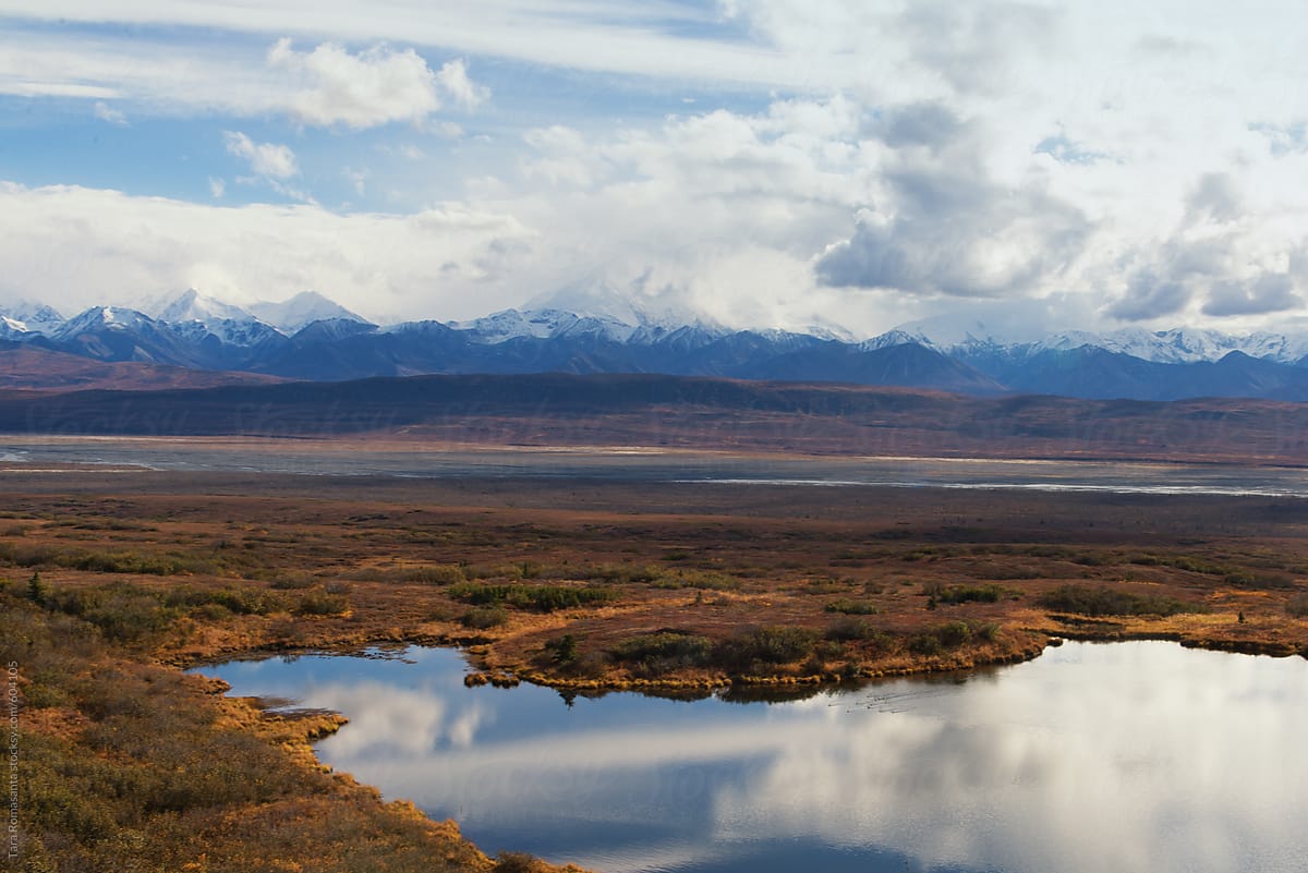 Denali is hidden behind clouds while geese make their way across a pond in formation