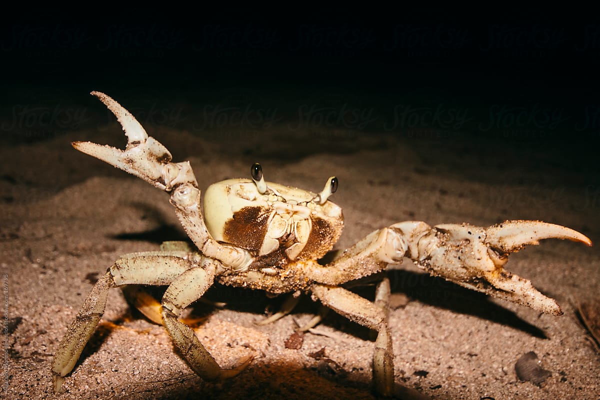 Crab Ninja Style Attack At Night By Alejandro Moreno De Carlos