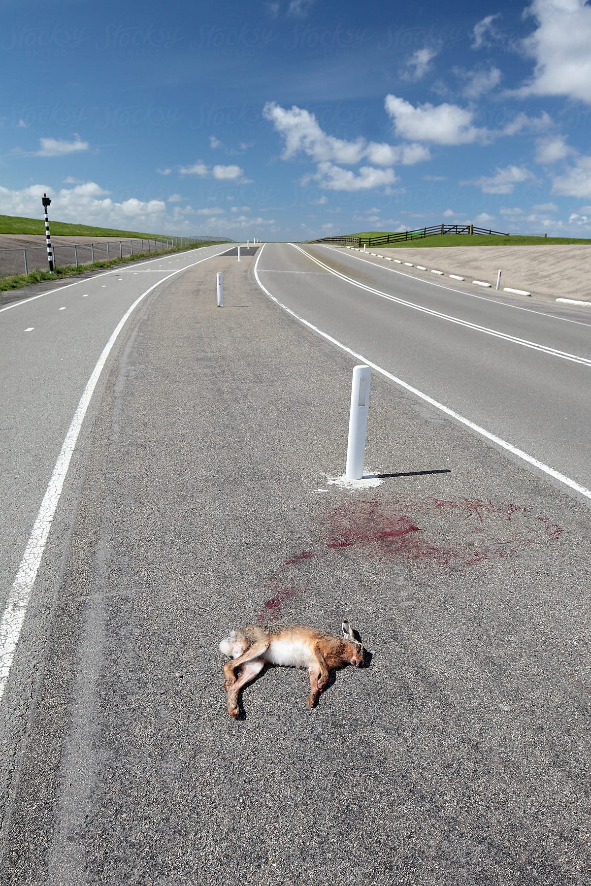 Dead hare on the road