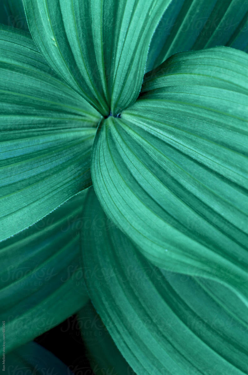 closeup macro of green leaves swirling around the stalk
