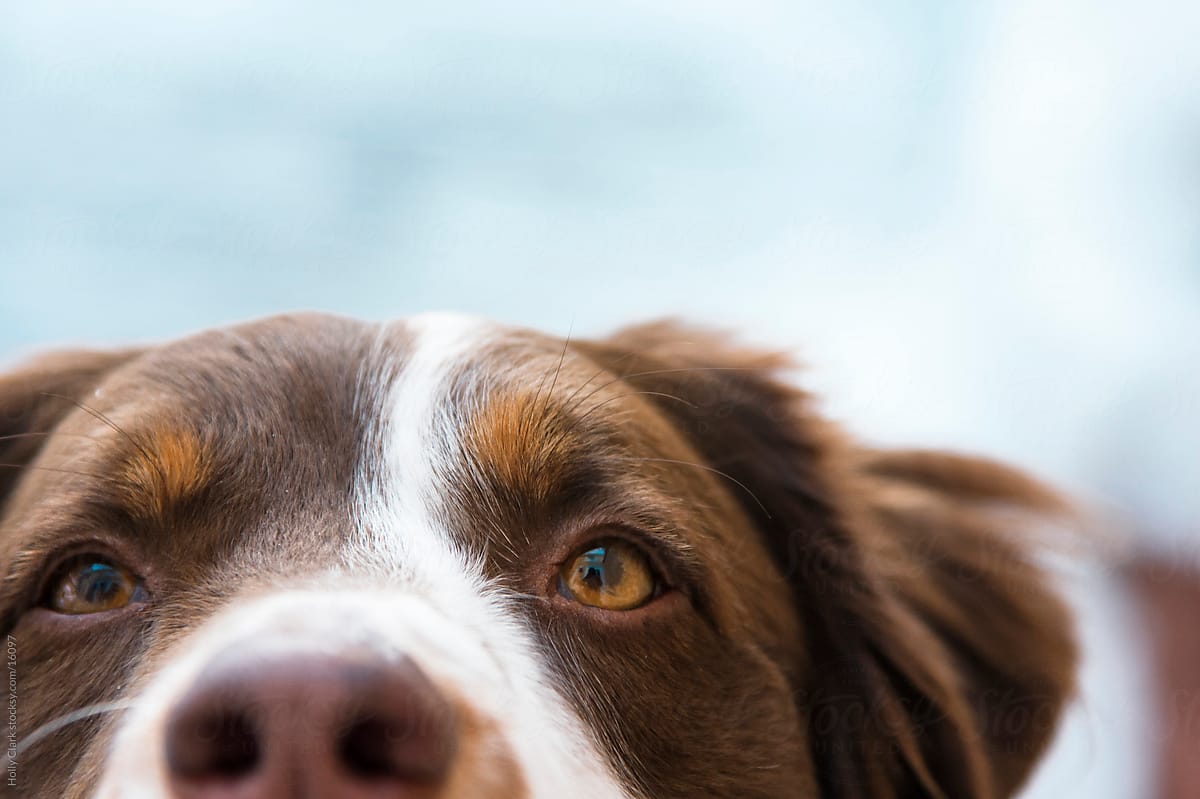 Close up of curious brown and white dog\'s head