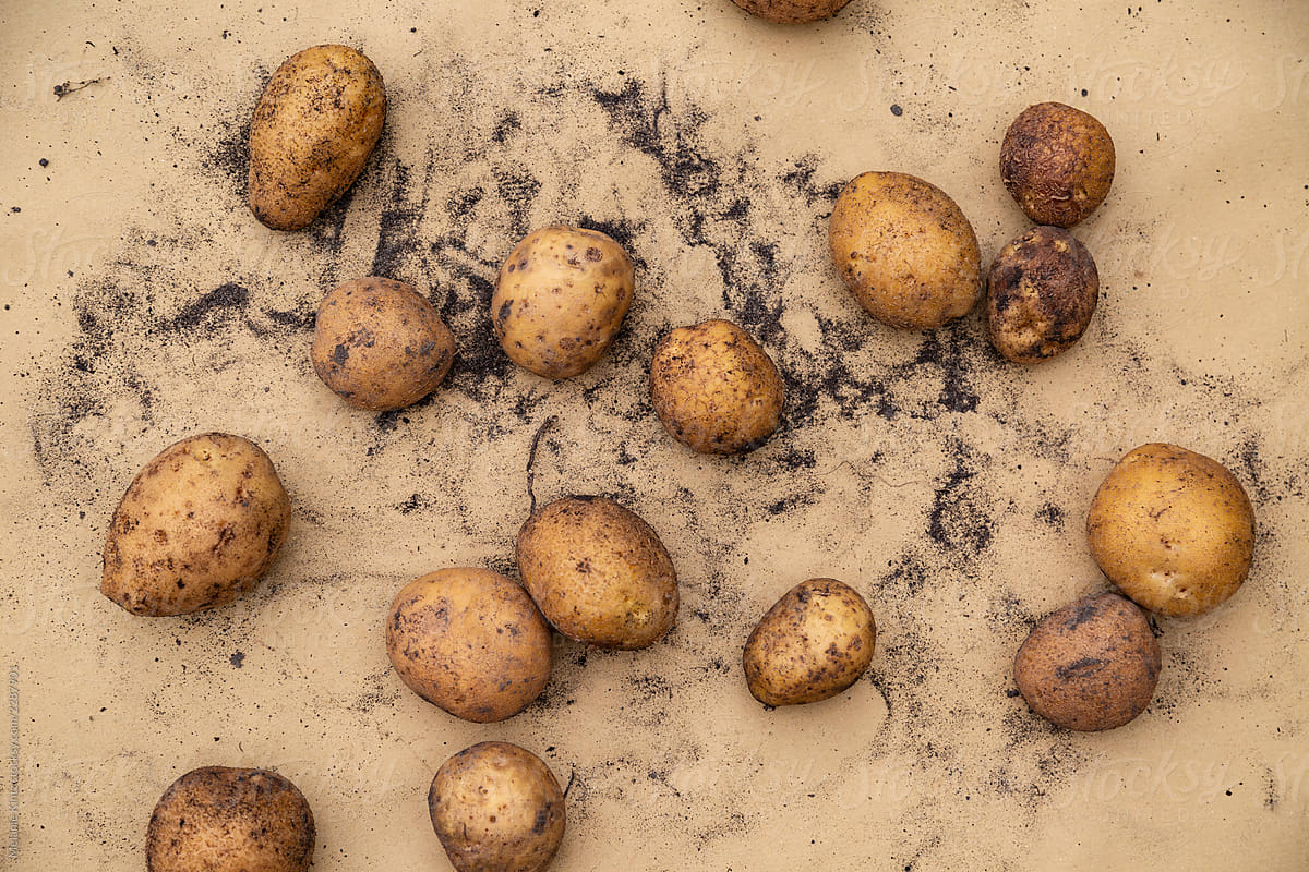 Freshly harvested potatoes on dirty craft paper background