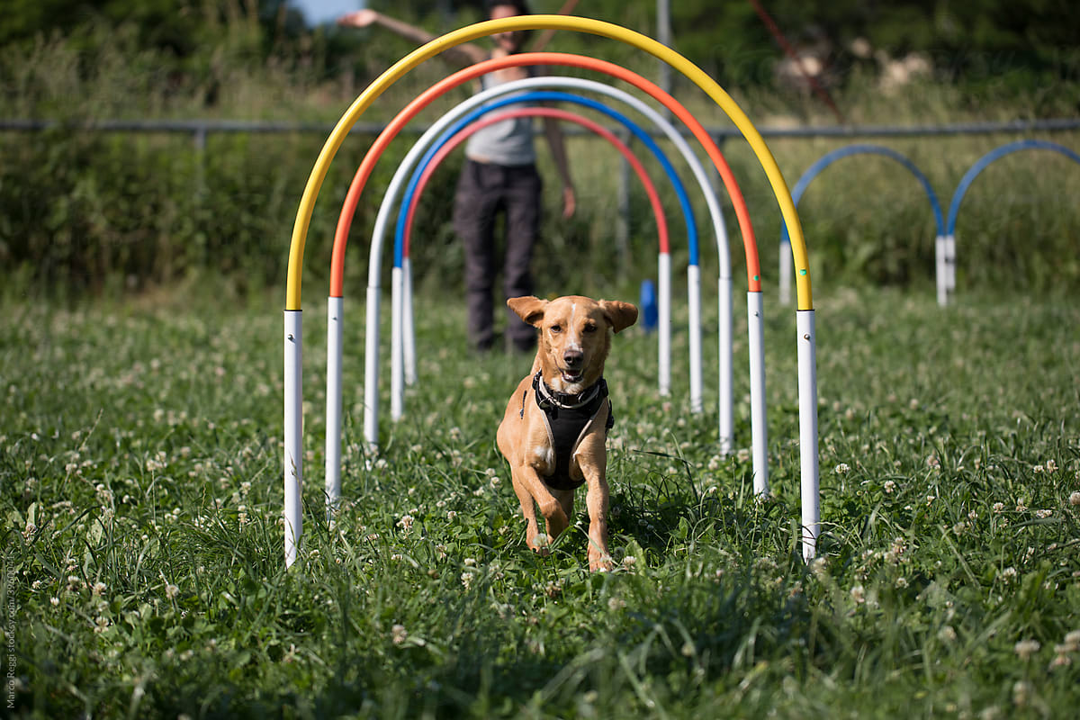 Hoopers Dog Training Obedience with owner