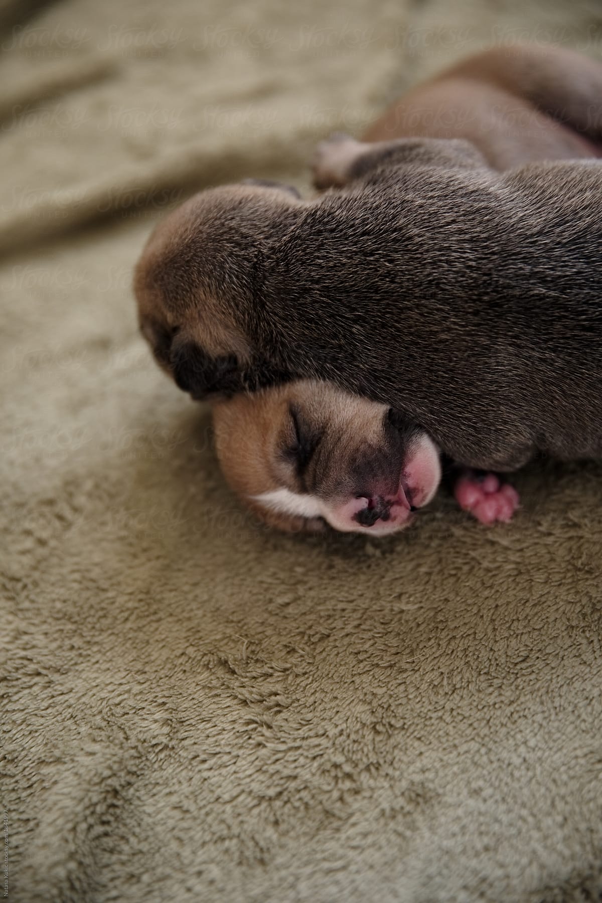 Sleepy newborn puppies
