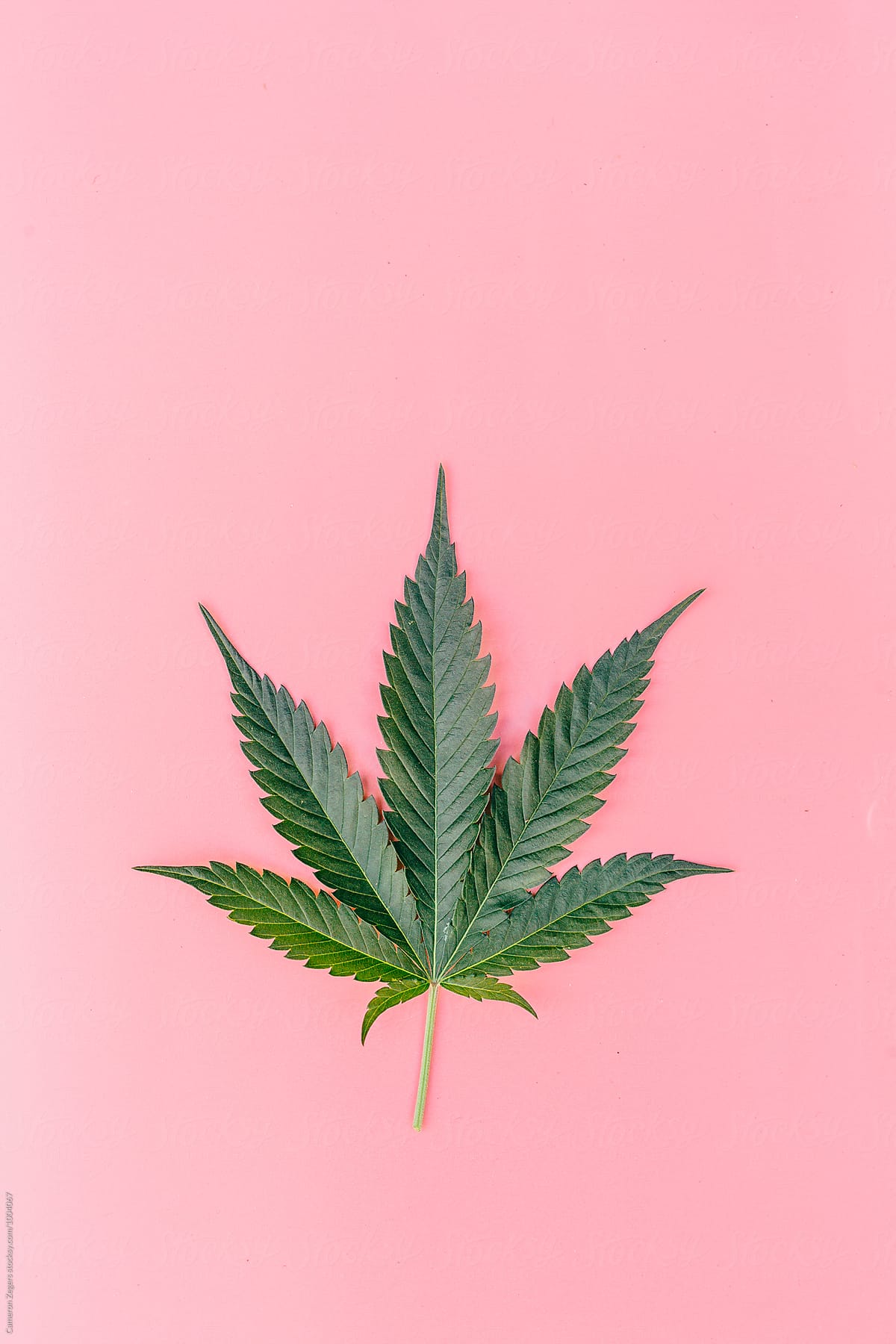 green marijuana leaf on pink background by Cameron Zegers ...