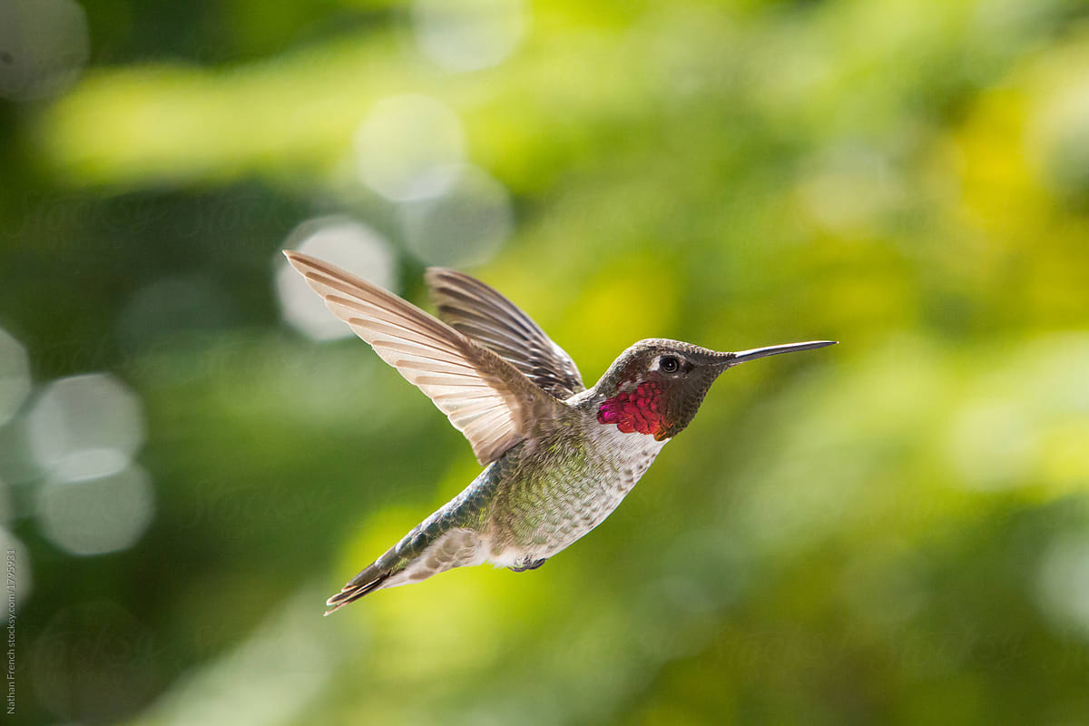 Hummingbird Fly By