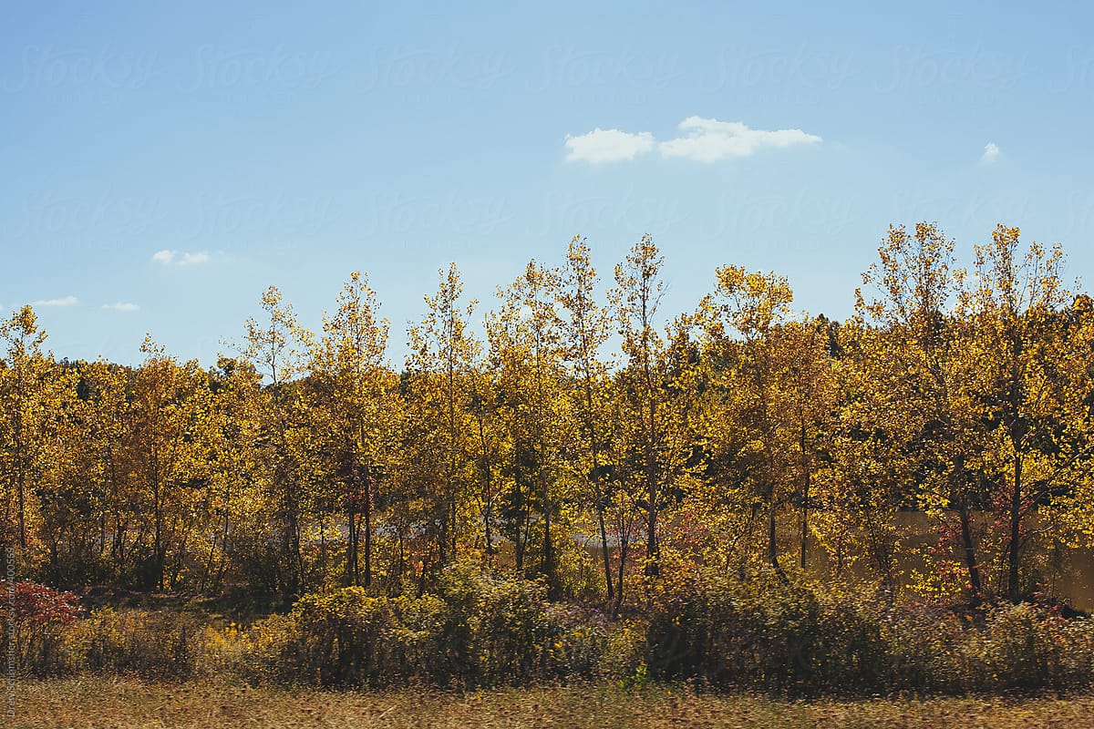 Row of golden-yellow trees on a sunny day