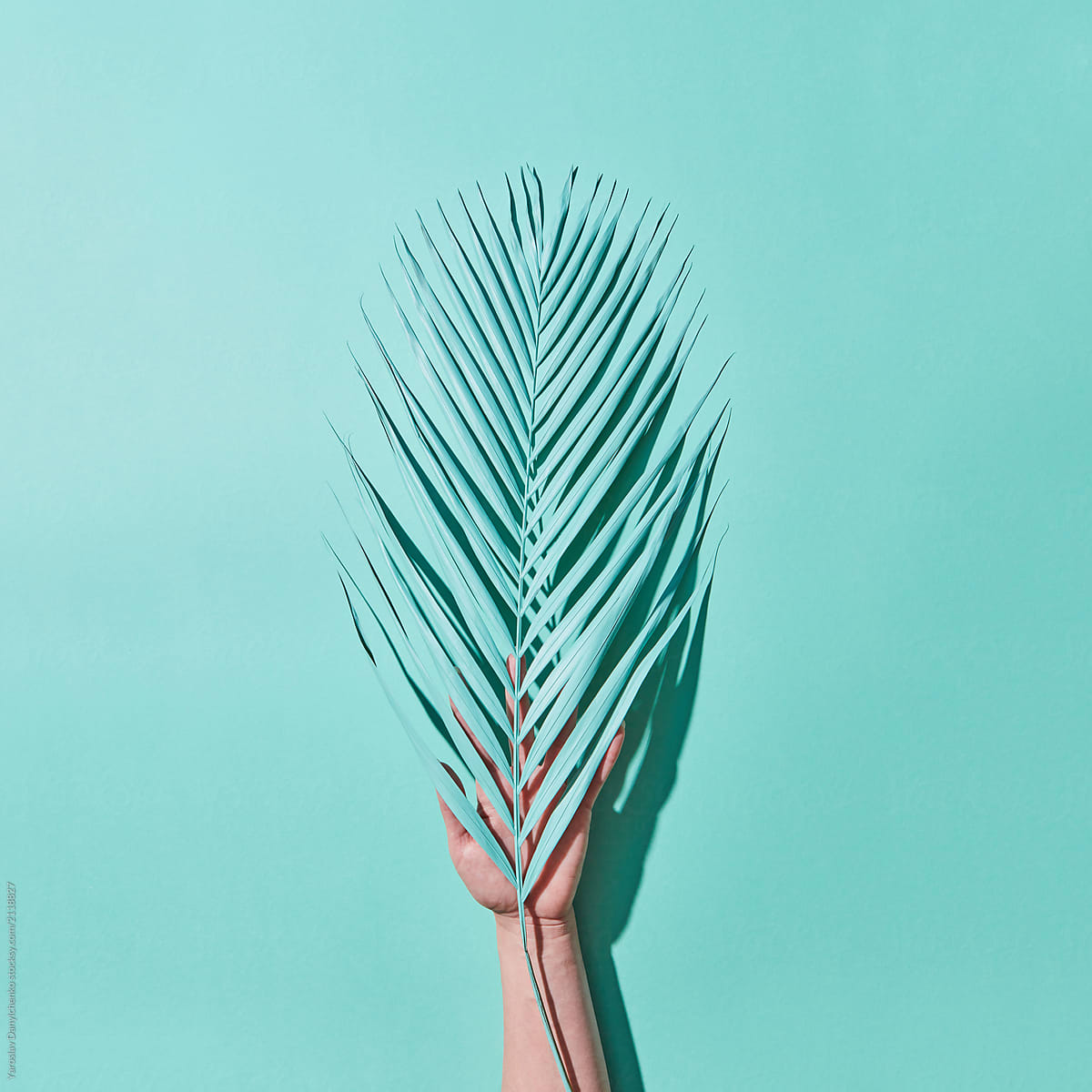 Tropical palm leaf on a female hand on a blue background. Top vi