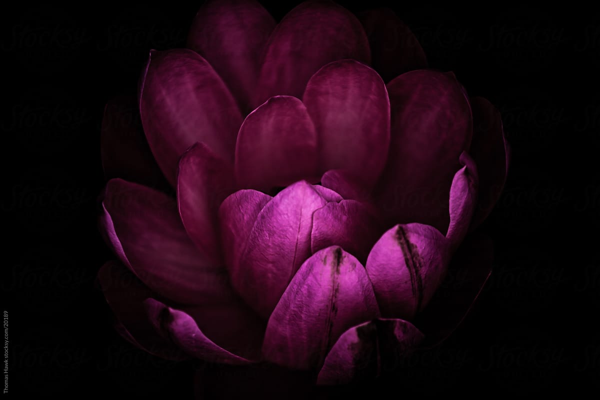 dark Pink Water Lily