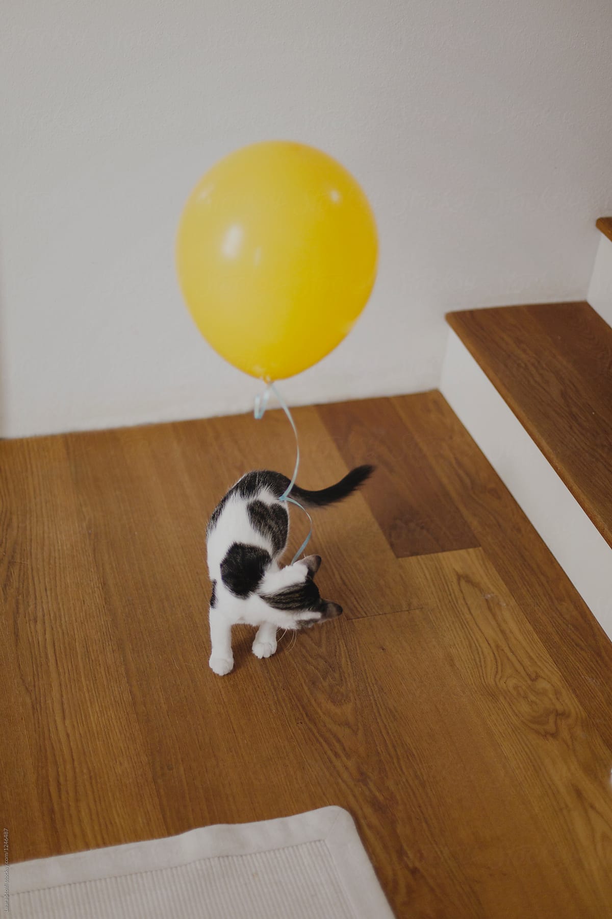 Kitten playing with flying balloon\'s cord