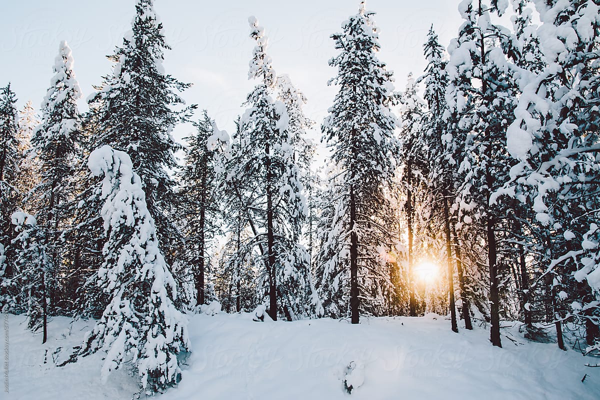 Morning Sun Shining Through Snow Covered Pine Trees By Stocksy