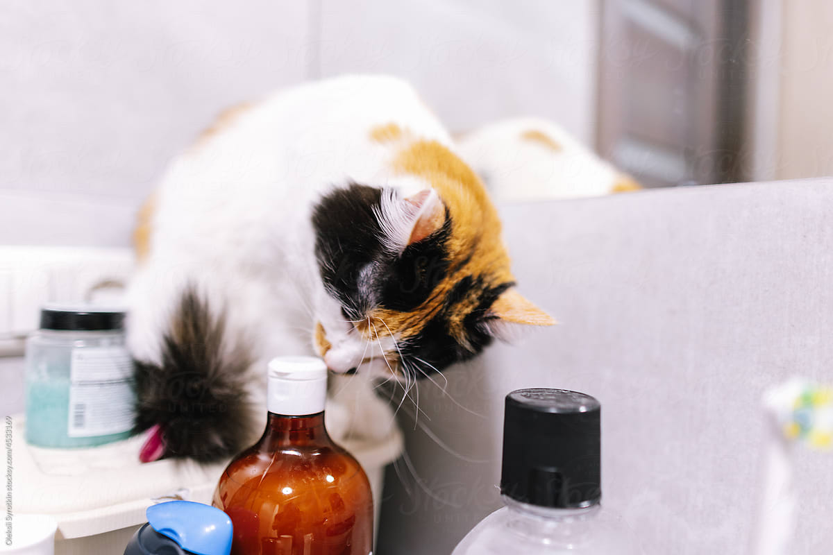 Multicolored cat touching by muzzle bottle in bathroom
