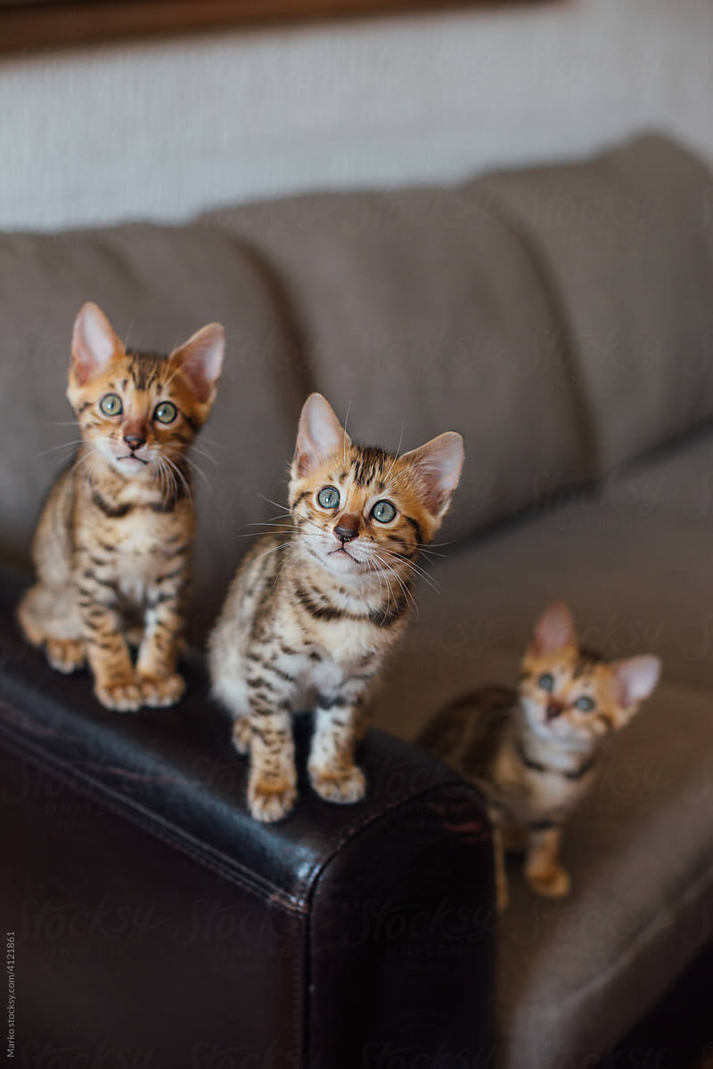 Kittens sitting on a sofa armrest