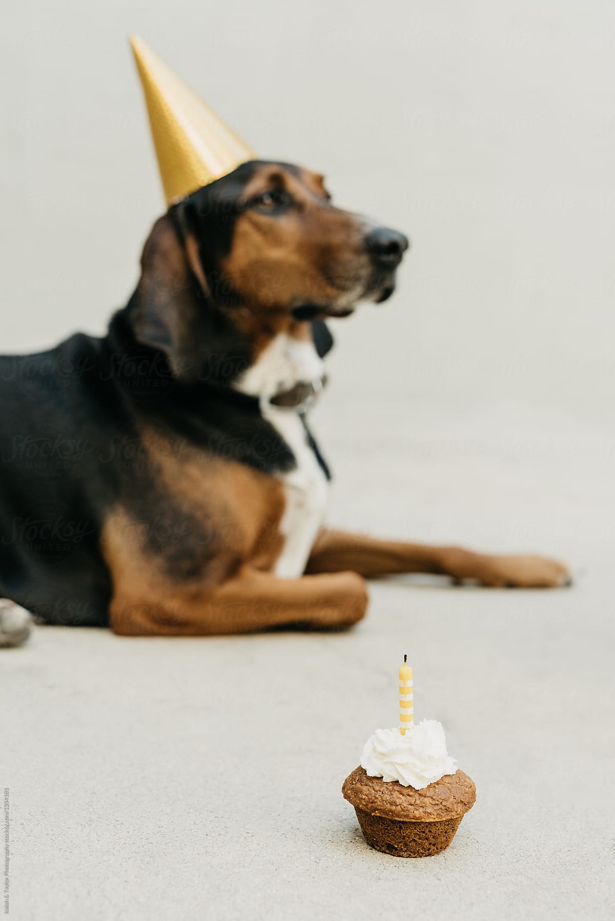 Dog Birthday