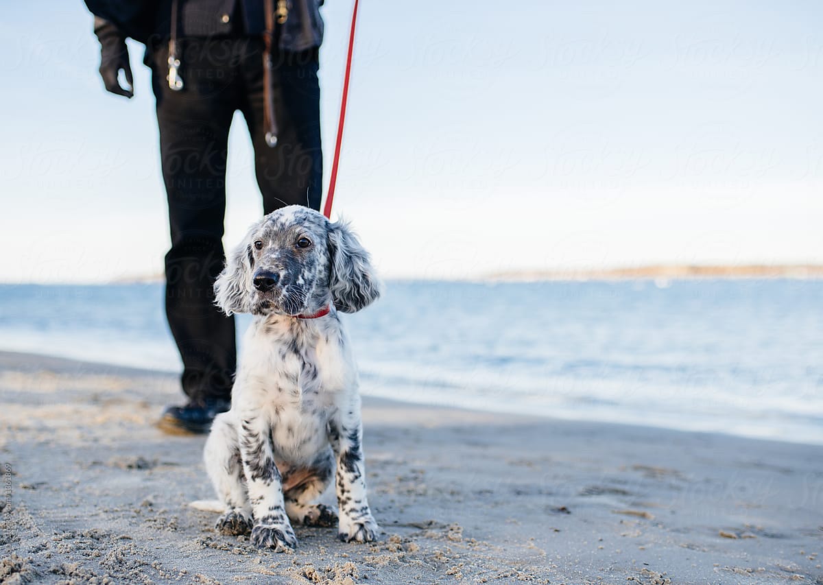 English Setter Puppy at the Beach