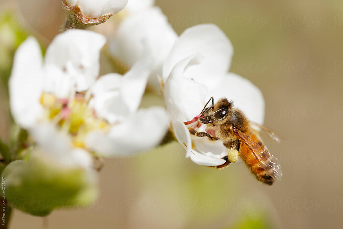 Honey bees on blossoms hi-res stock photography and images - Alamy