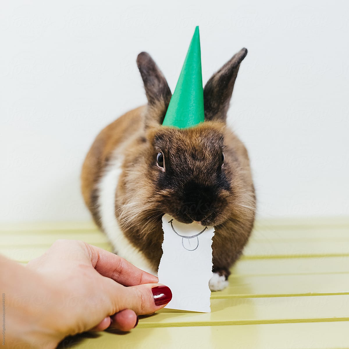 Bunny ready to Party