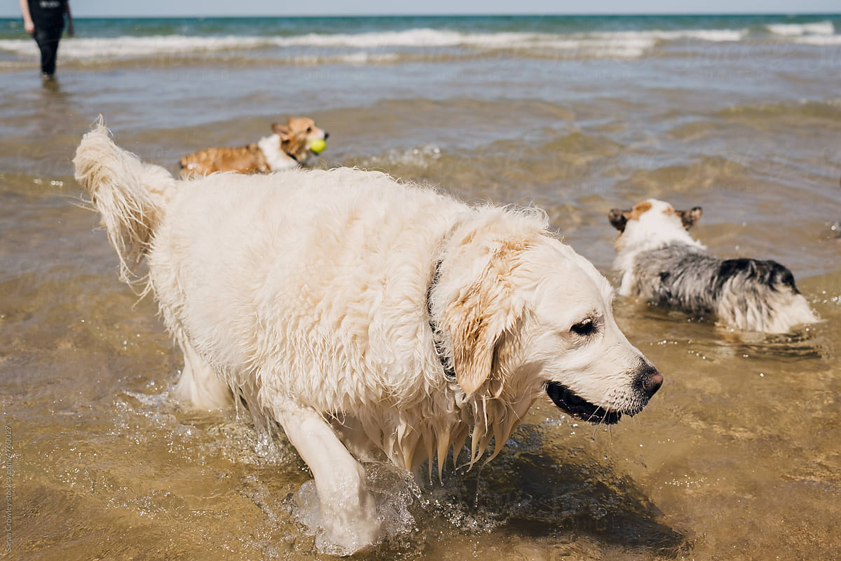 White Dog Swimming in Lake with Smaller Dogs