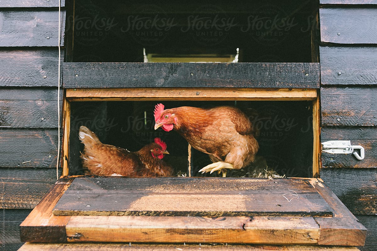 Chickens By Stocksy Contributor Gillian Vann Stocksy