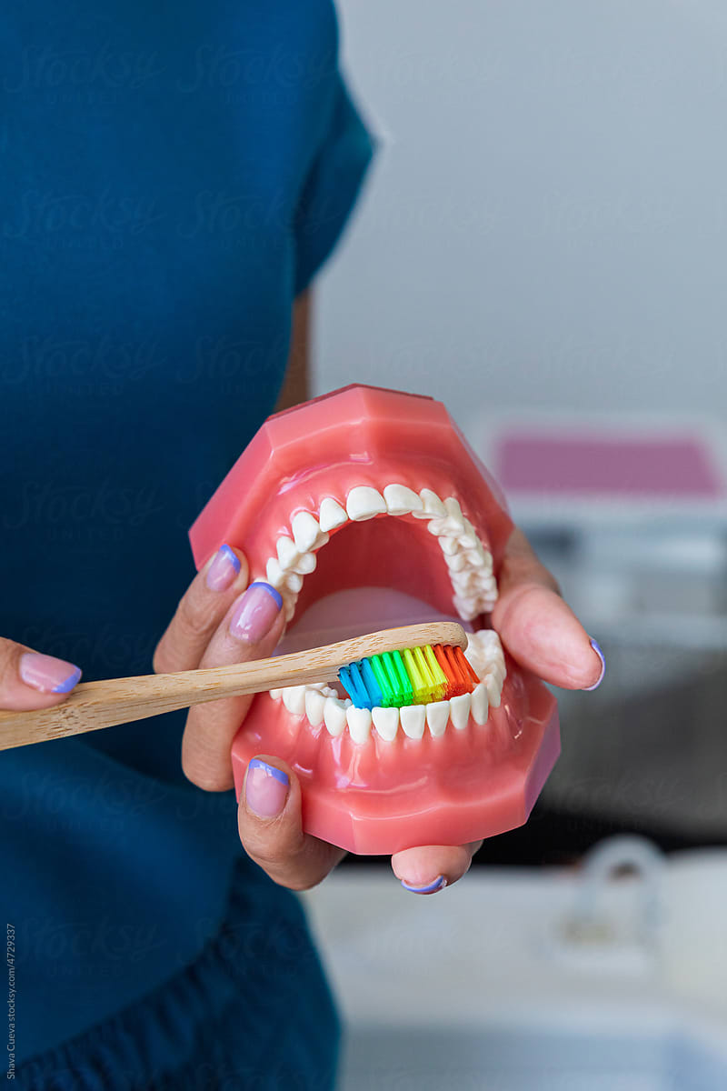 Female dentist holding a dental model and colorful brush