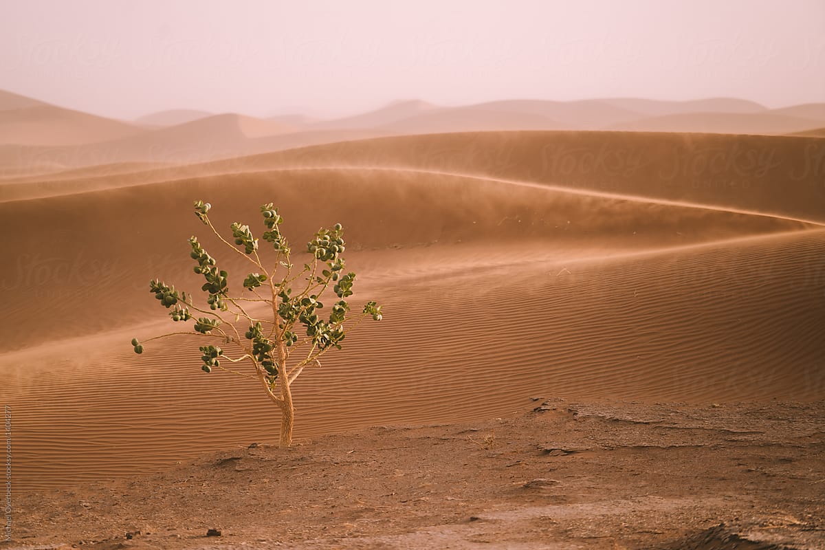 A Tree in the Sahara