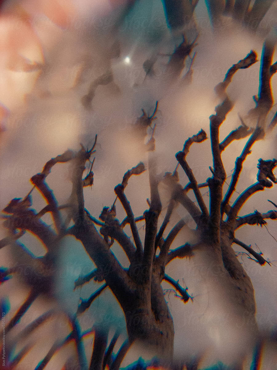 Trees through a kaleidoscope