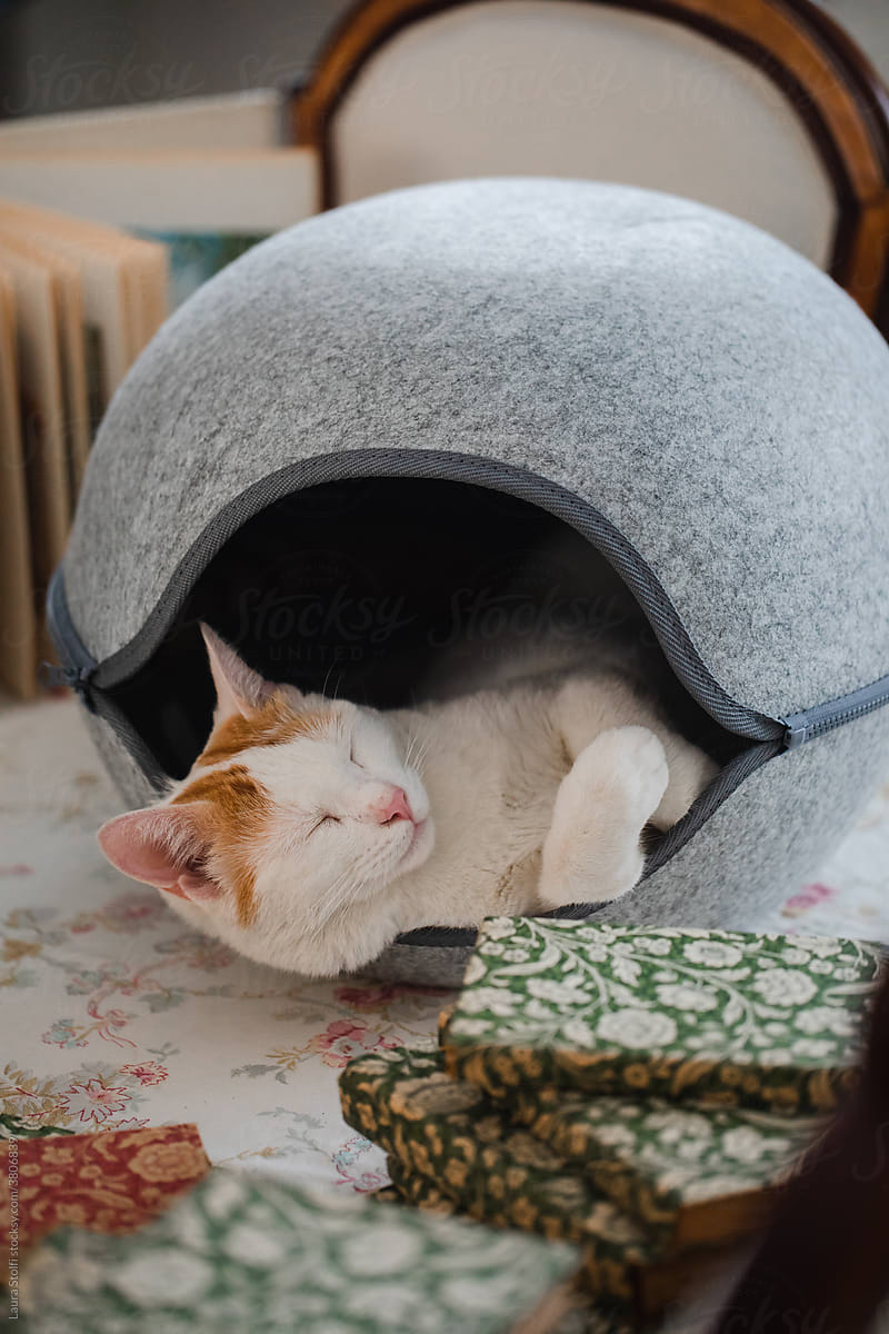 Cat in pet nest