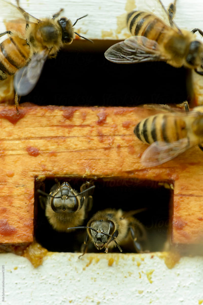Honey Bees Peeking From a Hive Entrance