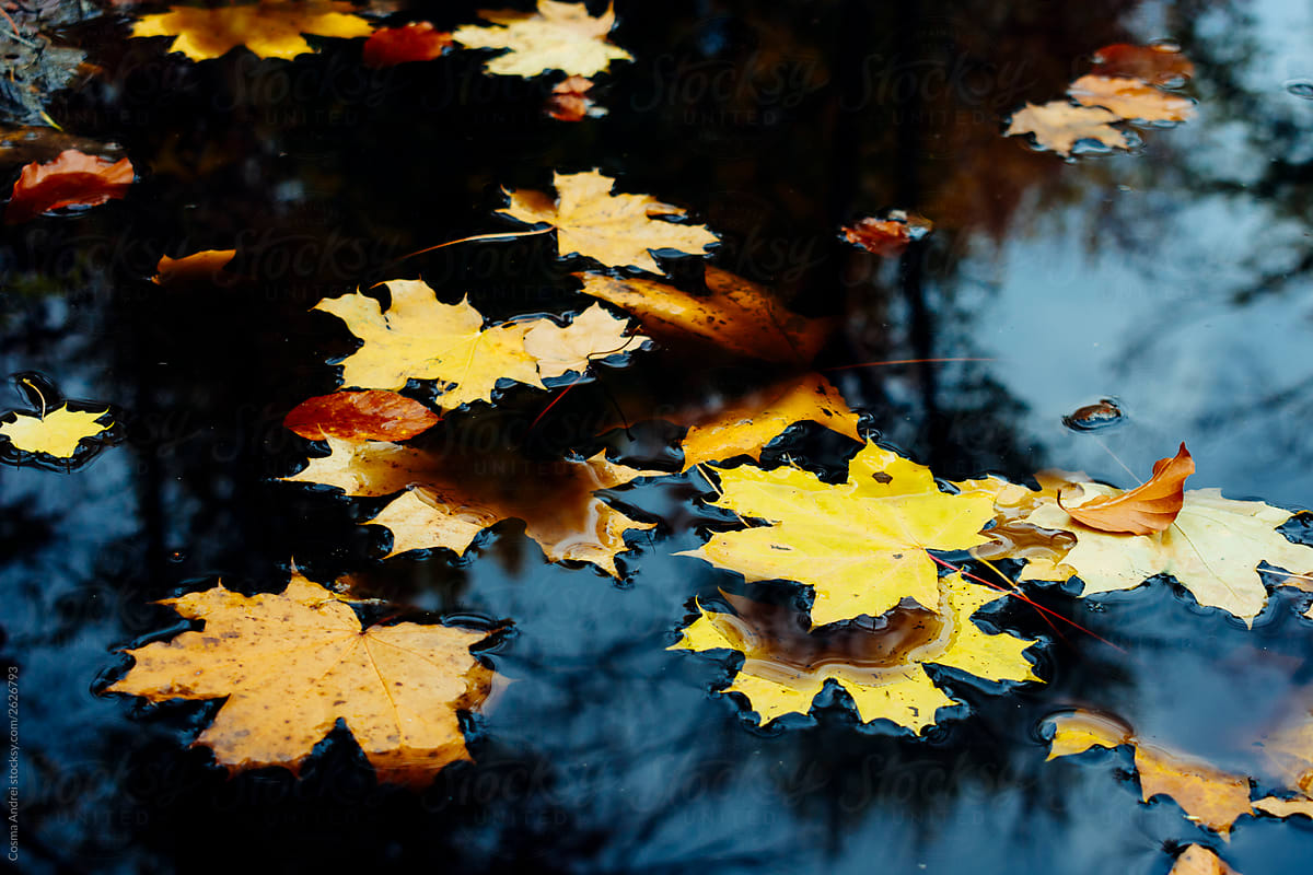 Maple leaf on lake in autumn