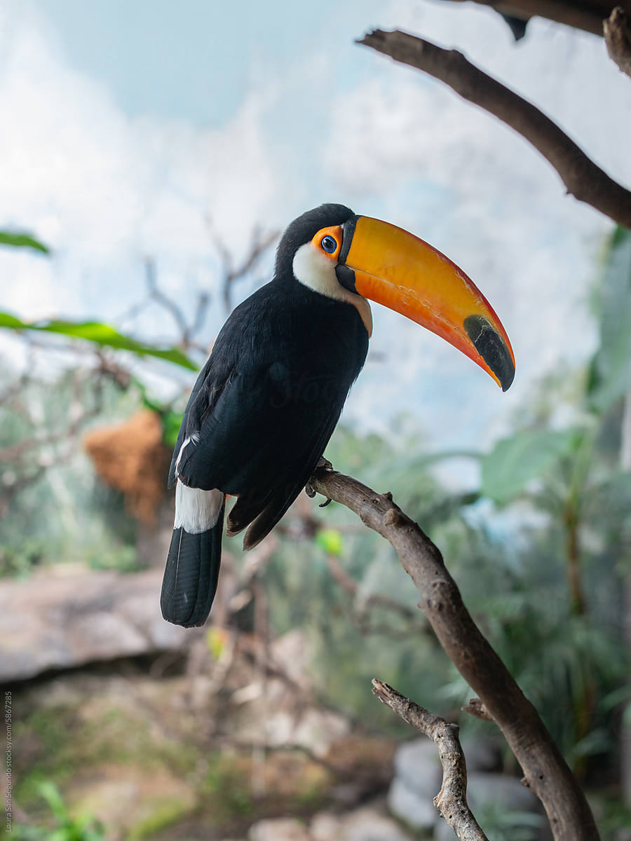 Beautiful toco toucan on a tree branch in a zoo
