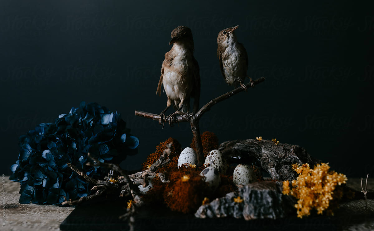 birds with their nests still life