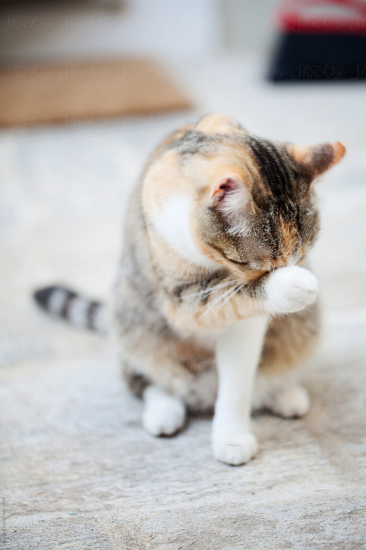 Cat cleaning her face with paw