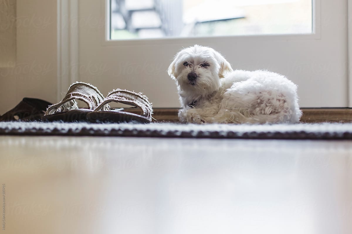 A small white Maltese dog is curled up to a pair of Men's sandals on a carpet.