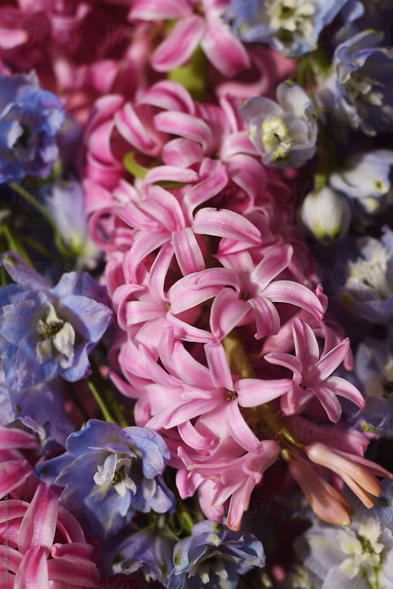 hyacinths and delphiniums
