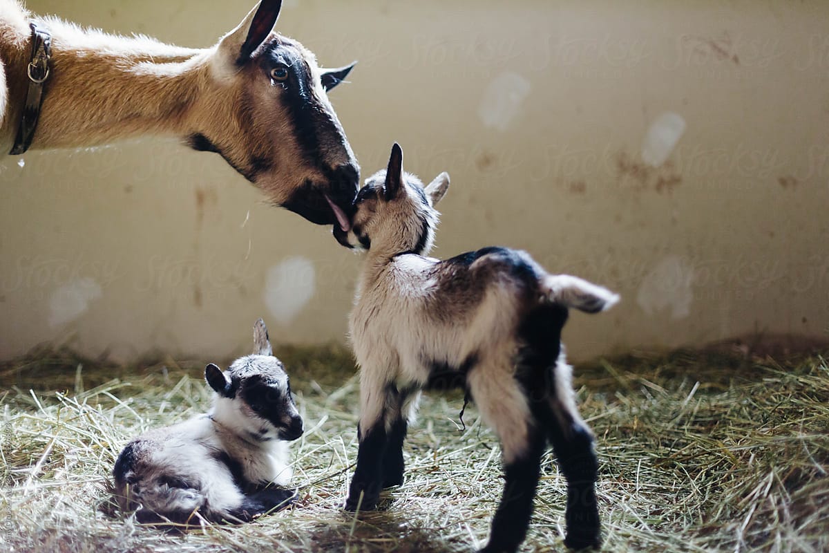 Day Old Goat Kids With Their Mother by Stocksy Contributor Amy