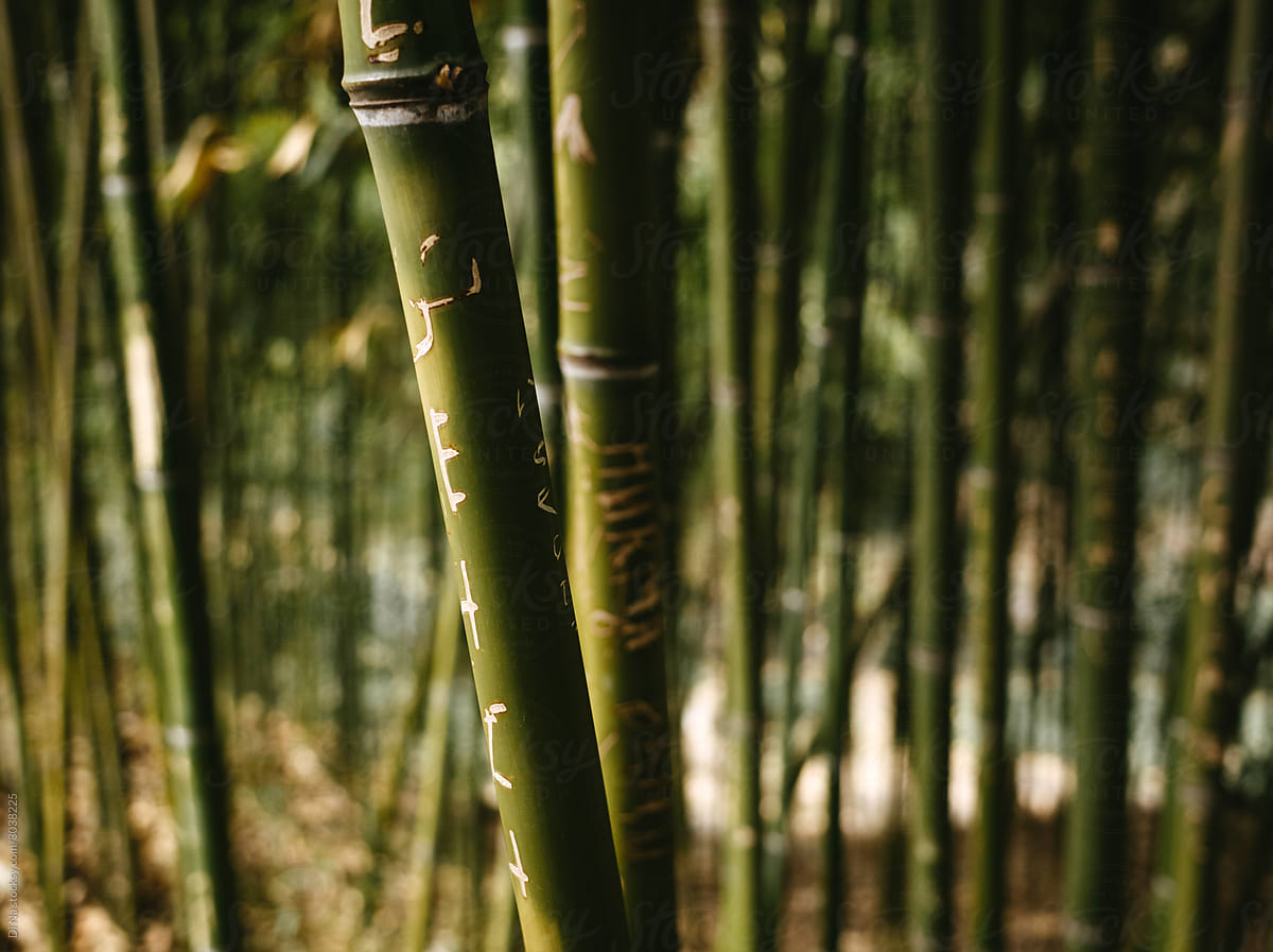 Bamboo green stems
