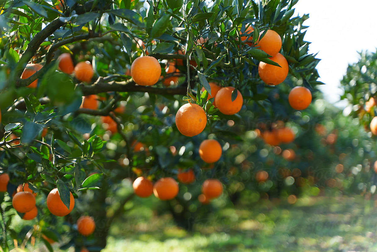 orange farm