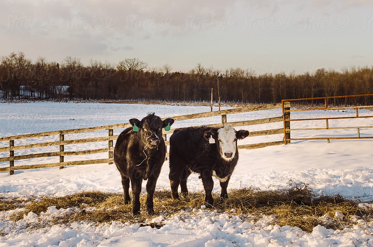 two cows grazing in the snow