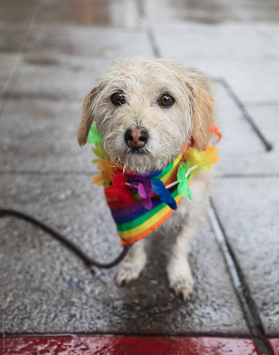 Dogs for gay pride