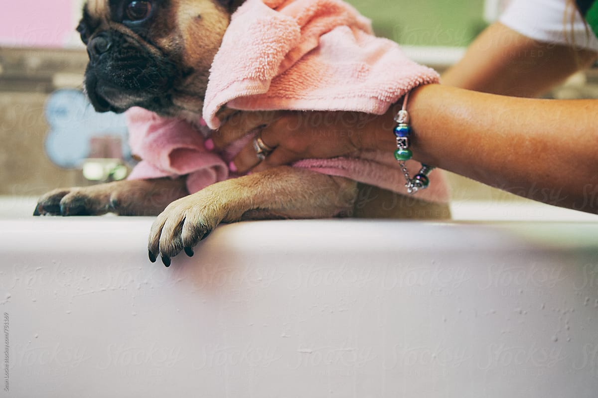 Groomer: Bulldog Gets Toweled Off After Bath