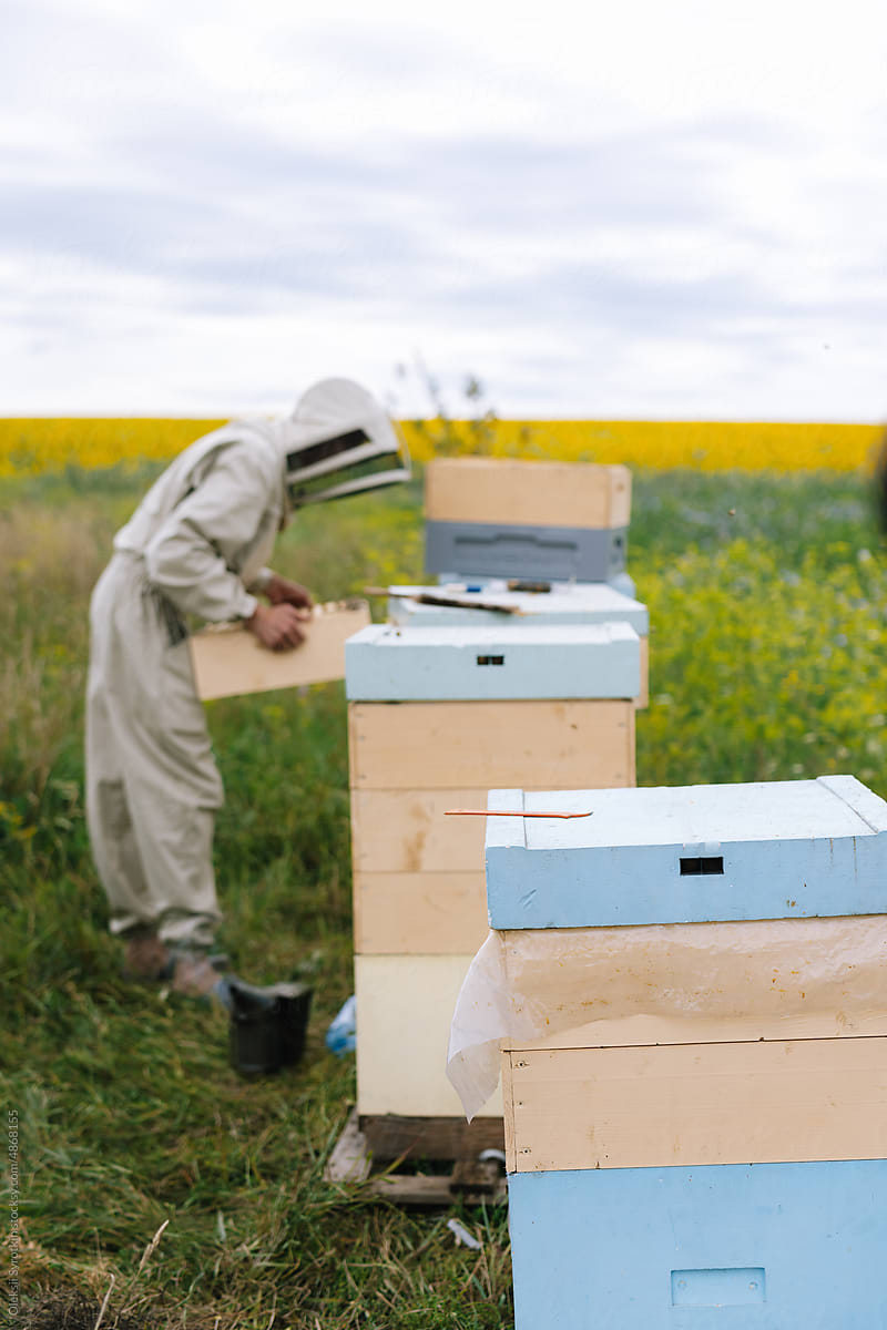 Job apiculture beehive apiary