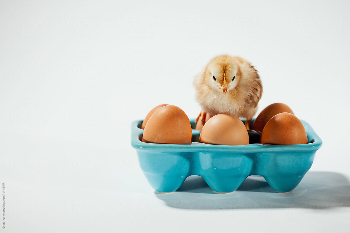 Chicks: Chick Sits On Eggs in Ceramic Carton