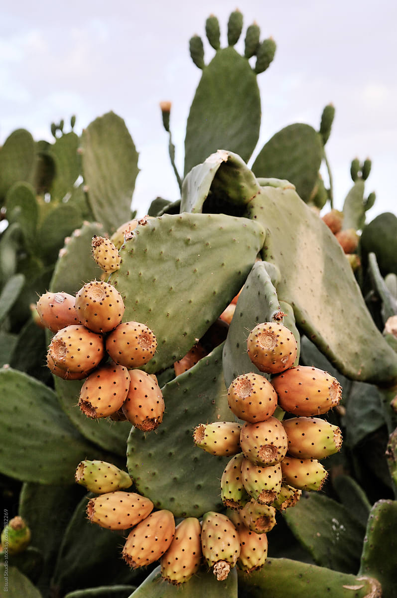 Prickly Pear Fruits On Cactus by Bisual Studio