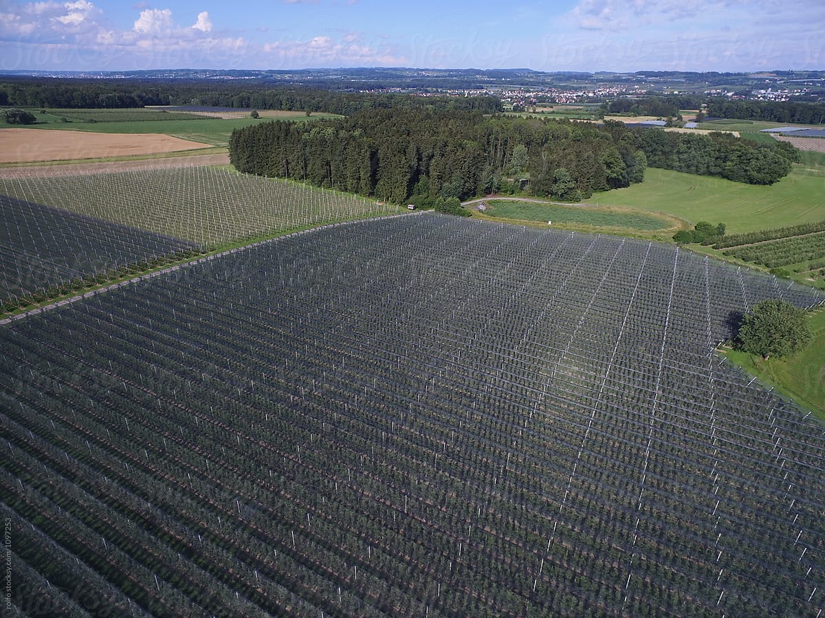 view from above on the large apple orchard with hail nets