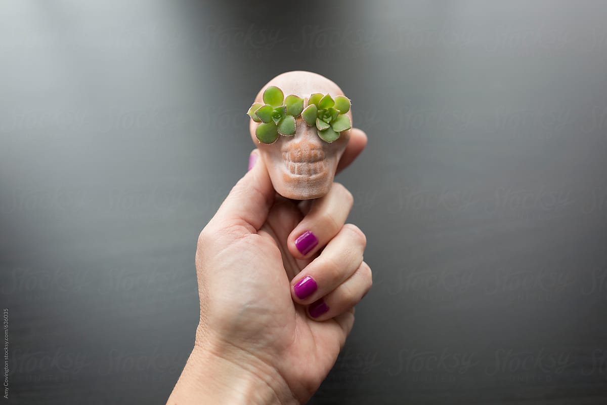 Succulents planted in a terra cotta skull