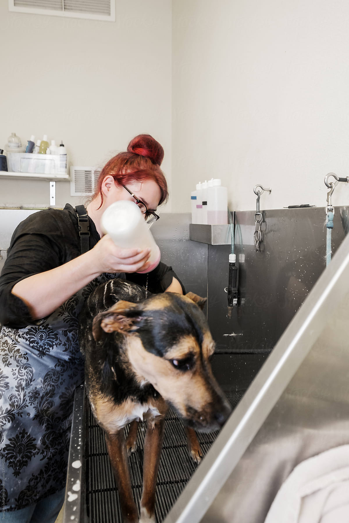 Small Business Pet Groomer Giving a Bath to a Dog