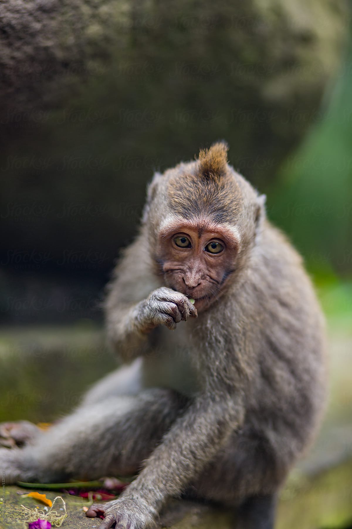 Monkey forest, Bali Indonesia
